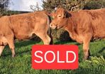 Pedigree Registered Limousin Heifers