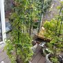 Fully established 175cm high jasmine climber with trellis with scented flowers Image 2