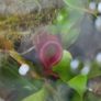 Carnivorous plant terrarium Image 9