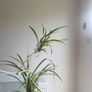 spider plant Image 2