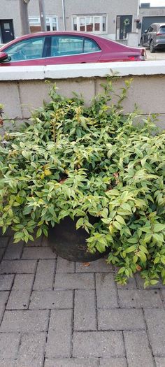 Plants