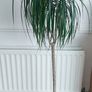 Dracaena Marginata / Dragon Tree/ Tall plant Image 3
