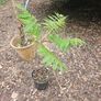 Tree, Horse Chesnut and Rhus tree Image 6