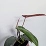 Philodendron Atabapoenese Plant Image 3