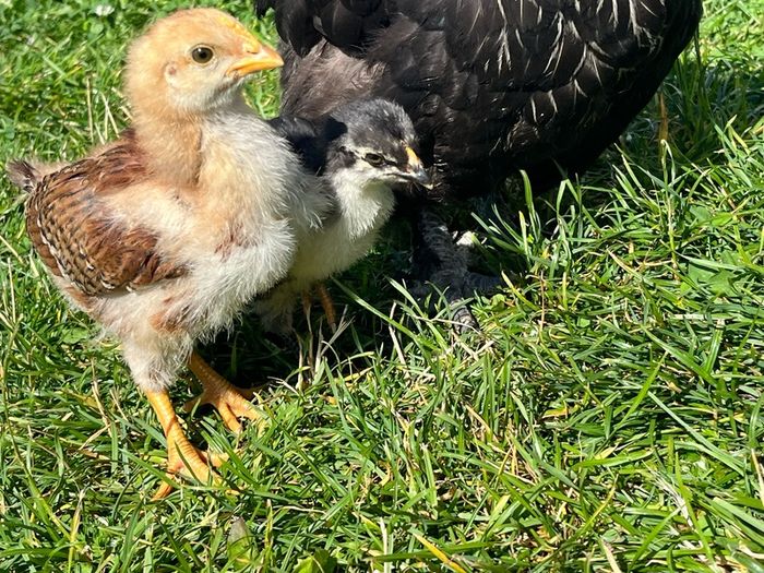baby chicks