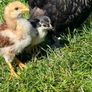 baby chicks Image 2