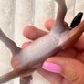 Britains Pony Horse Resin approx. 9 cm. Used Please see photos Image 10