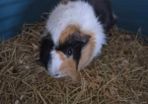 Adoption guinea pig male