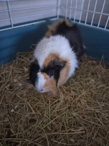 Adoption guinea pig male