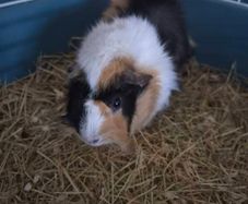 Adoption guinea pig male