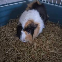 Adoption guinea pig male