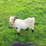 pygmy goat Image 3