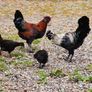 Rare breed chicks for sale Image 2