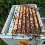 Bee nucs with new Queens. Image 2