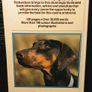 1989. A Dog Owners Guide To The Doberman. Image 6