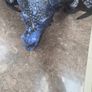 Halloween decoration dragon Image 3