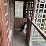 Garden doghouse Image 8
