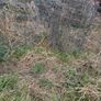 sheep wire Image 2