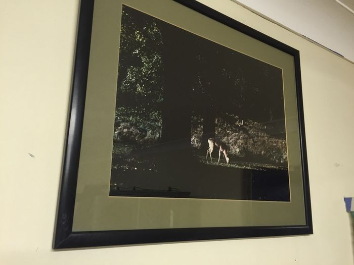 Framed Picture