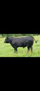 Pedigree Aberdeen Angus Bull  Ennis Mart 09/07