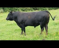 Pedigree Aberdeen Angus Bull  Ennis Mart 09/07