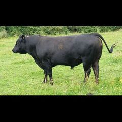 Pedigree Aberdeen Angus Bull  Ennis Mart 09/07