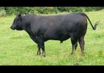 Pedigree Aberdeen Angus Bull  Ennis Mart 09/07
