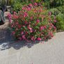 Cistus Purpureus Lam -- nice big flowers  bushy plant. The bush is just beginning to bloom and will be looking beautiful on any garden. https://www.rhs.org.uk/plants/90960/cistus-purpureus/details Image 6