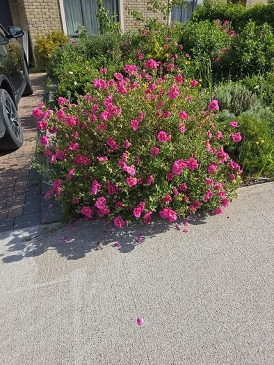 Cistus Purpureus Lam -- nice big flowers  bushy plant. The bush is just beginning to bloom and will be looking beautiful on any garden. https://www.rhs.org.uk/plants/90960/cistus-purpureus/details