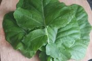 Texsel Greens (Ethopian Mustard) - Irish Seeds