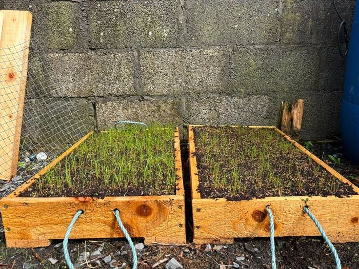 Reseeding TRIALS  Rye Grass