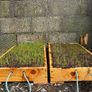 Reseeding TRIALS  Rye Grass Image 3