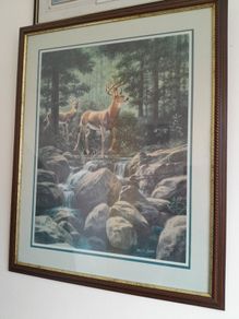 picture of Deer in the rocky mountains