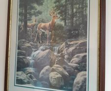 picture of Deer in the rocky mountains