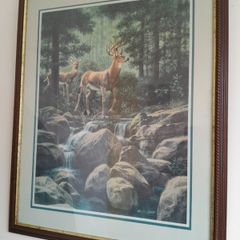 picture of Deer in the rocky mountains