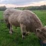 Pedigree charolais bull Image 9