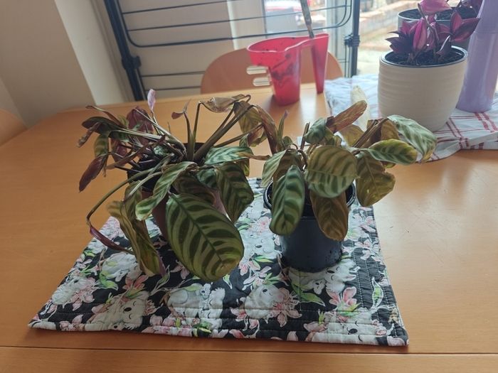 Two house plants