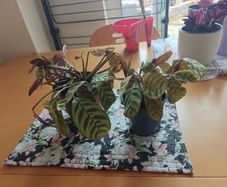 Two house plants