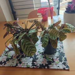 Two house plants