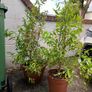 Pomegranate Trees Image 2