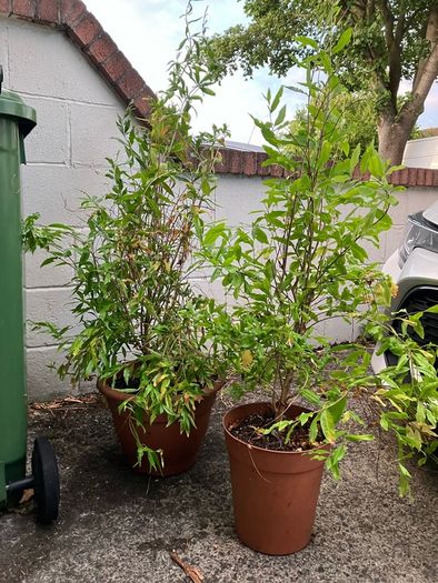 Pomegranate Trees