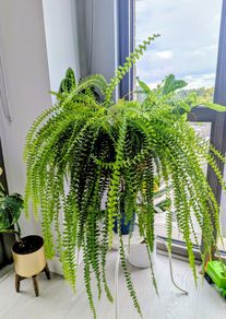 Boston Fern Plant