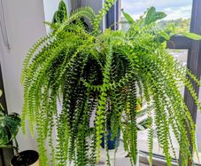 Boston Fern Plant