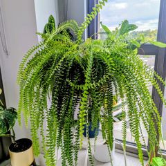Boston Fern Plant