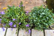 garden plants