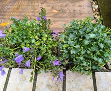garden plants