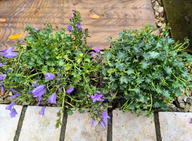 garden plants