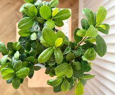 Ficus microcarpa