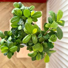 Ficus microcarpa