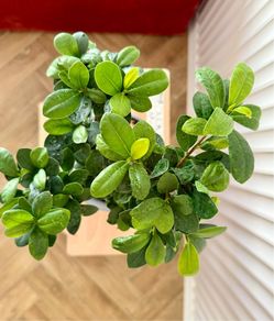 Ficus microcarpa